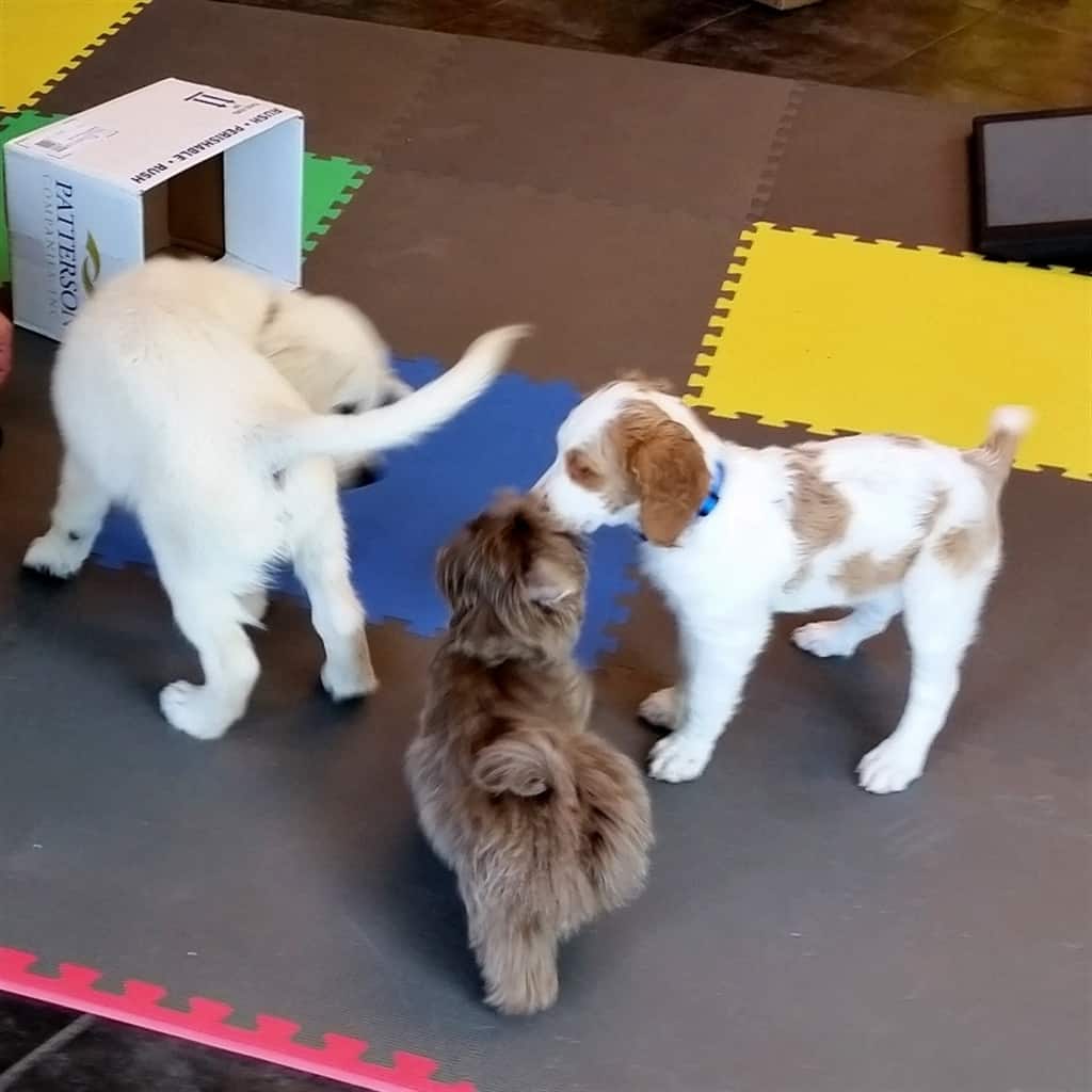 puppy kindergarten anchoredscraps balancing new technology communication with style corresponding puppy kindergarten anchoredscraps balancing new technology communication with style corresponding