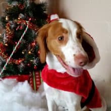 Christmas in July Santa Paws Letter Writing
