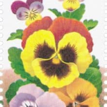 Pressed Pansies Flowers Notecards and 1996 Pansy Stamp